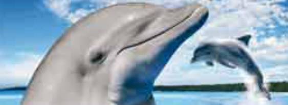 Il Mio Cucciolo: Allegri Delfini per Nintendo DS