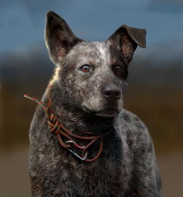 Immagine -5 del gioco Far Cry 5 per PlayStation 4