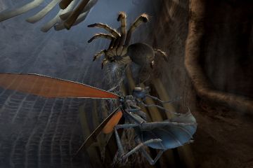 Immagine 3 del gioco Deadly Creatures per Nintendo Wii